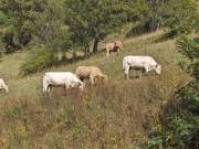 des vaches au dessus de la Rivine 